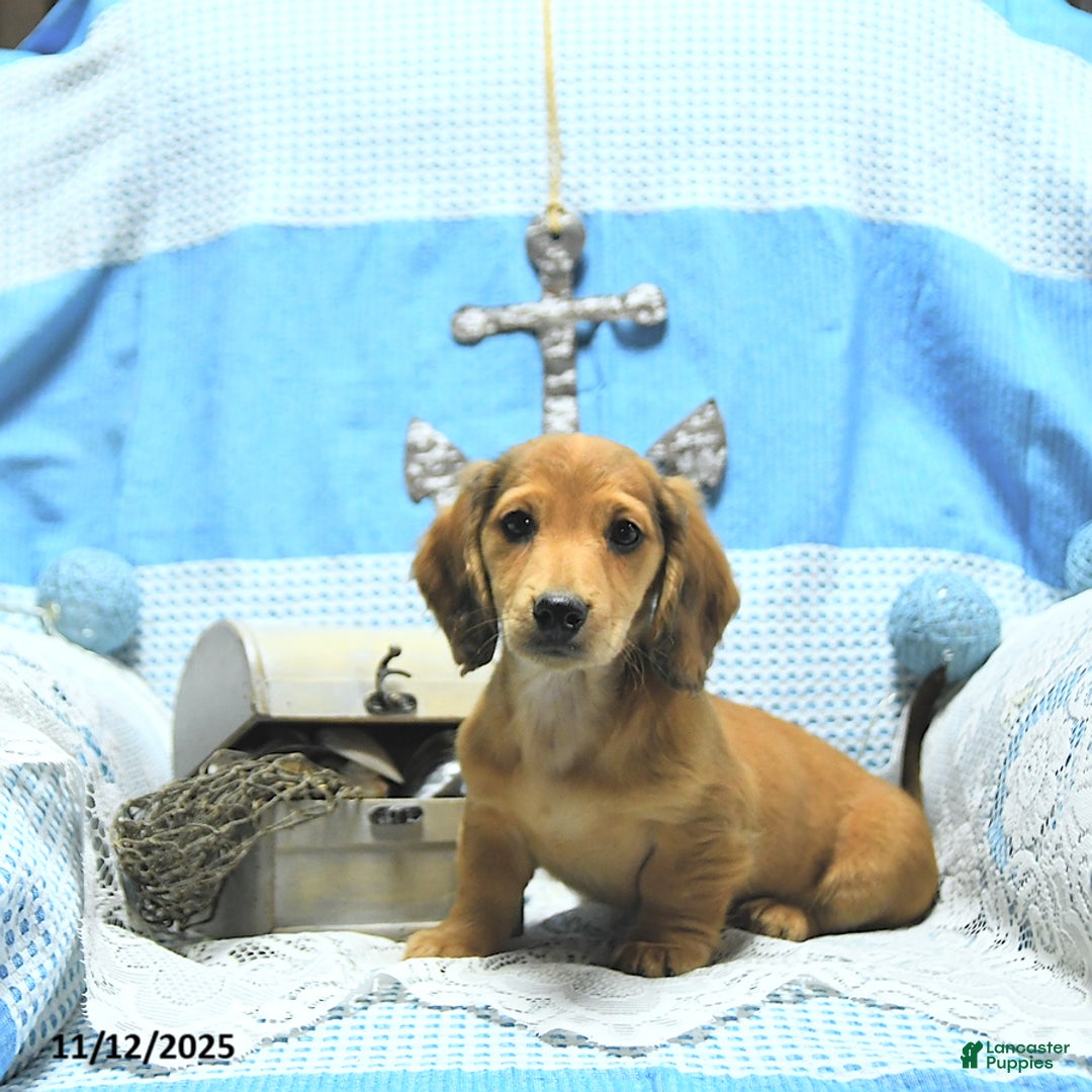 Miniature Dachshund dogs for sale: Asher - Ad 9