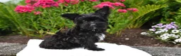 Yorkiepoo dogs for sale: Milo - Ad 4