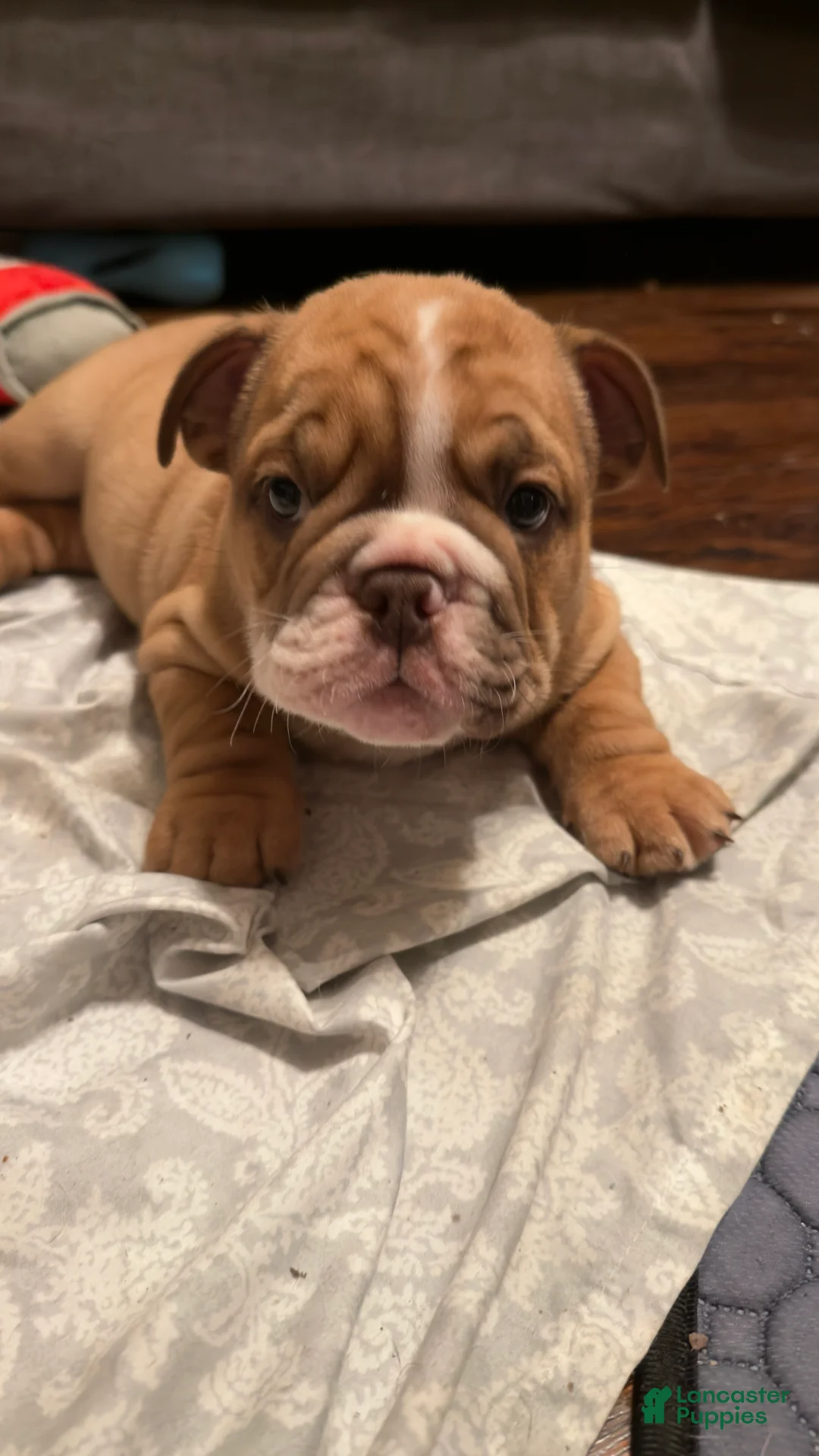 English Bulldog dogs for sale: TARZAN - Ad 2