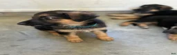 German Shepherd dogs for sale: Stormy Gale - Ad 10