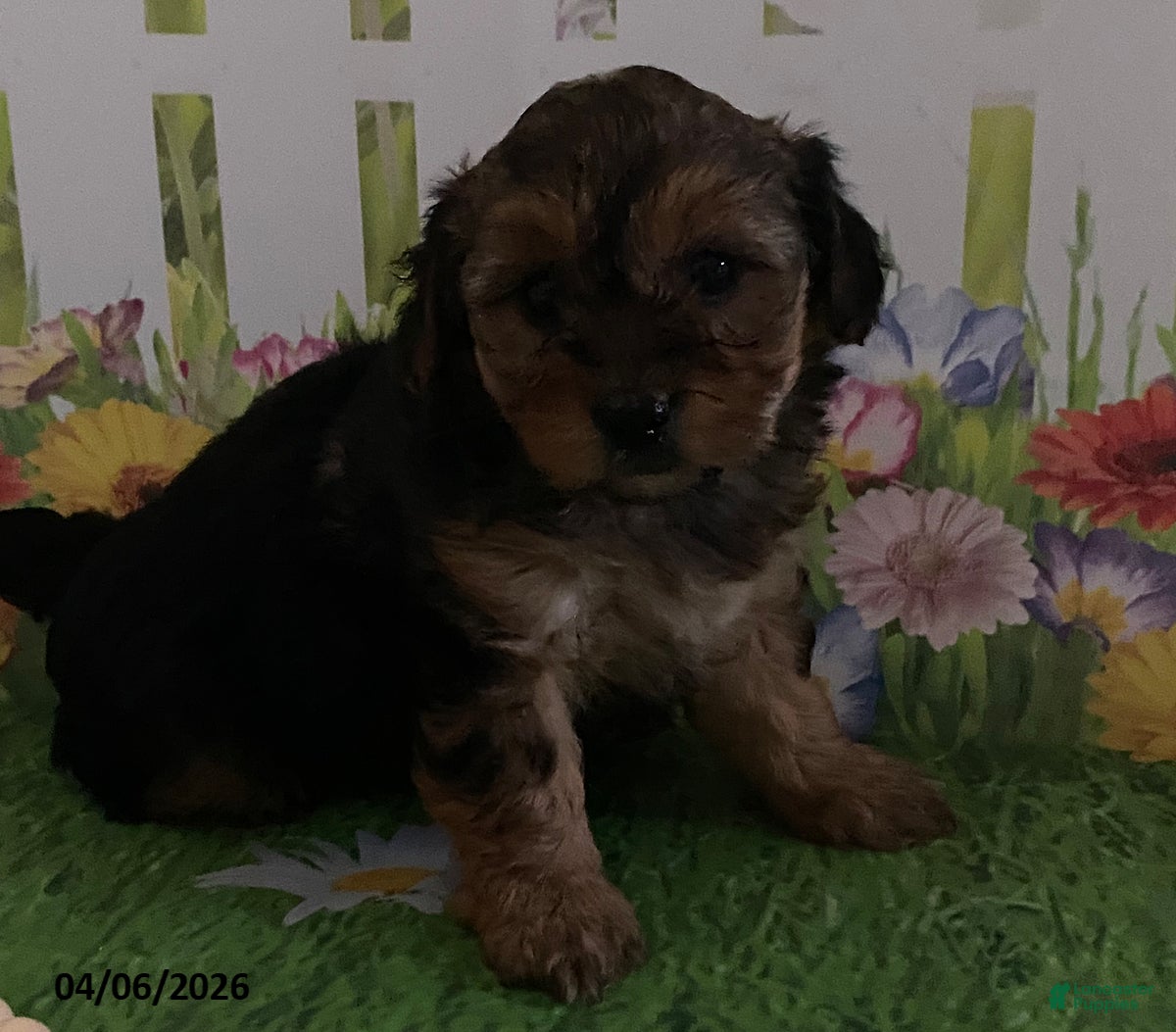 Yorkiepoo dogs Everest - Ad 1