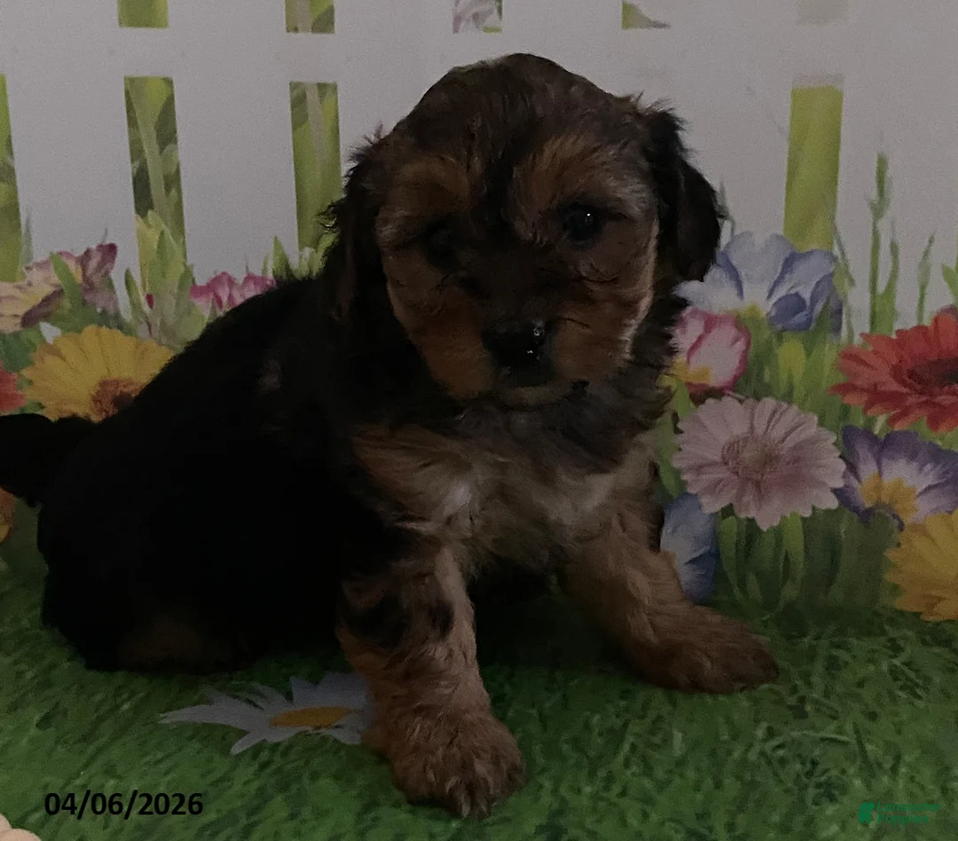 Yorkiepoo dogs for sale: Everest - Ad 1