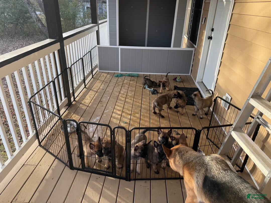 Mixed Breed dogs for sale: Purple - Ad 14