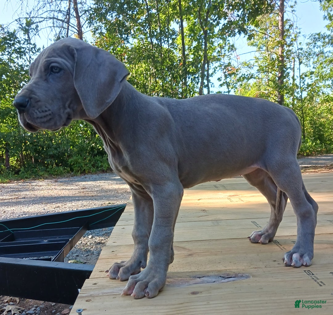 Week Blue Great Dane Puppies With Blue Merle Great Blue Great Dane
