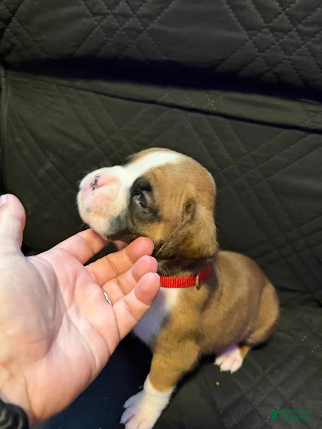 Boxer dogs for sale: Mickey - Ad 2