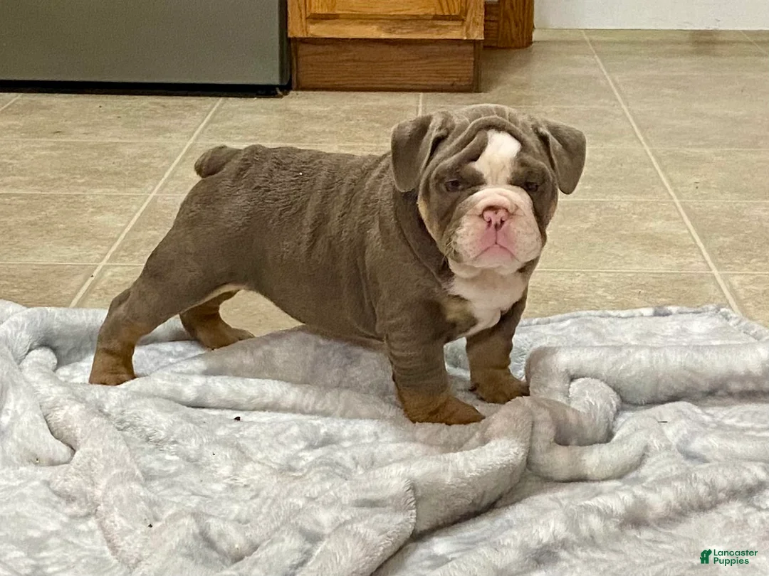 English Bulldog dogs for sale: Romeo - Ad 5