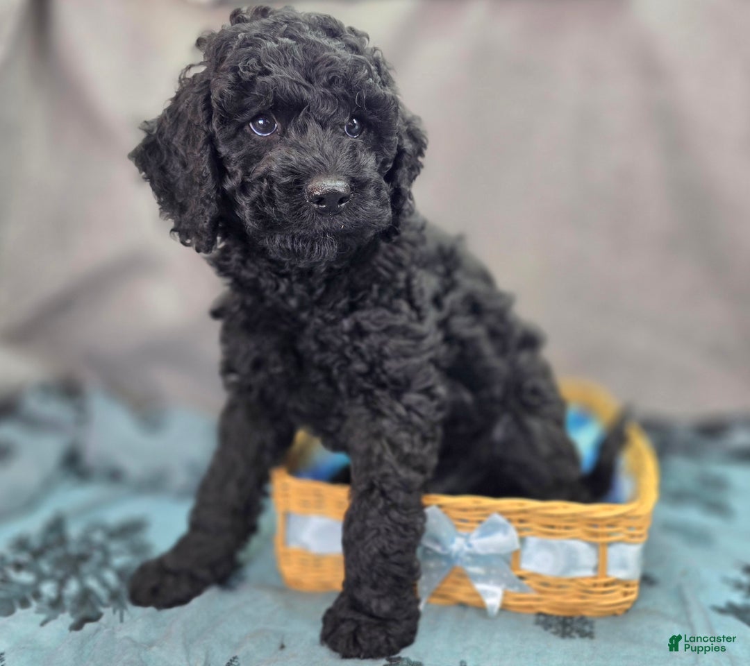 Cockapoo dogs for sale: Foggy - Ad 4