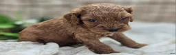 Cockapoo dogs for sale: Nigel - Ad 17