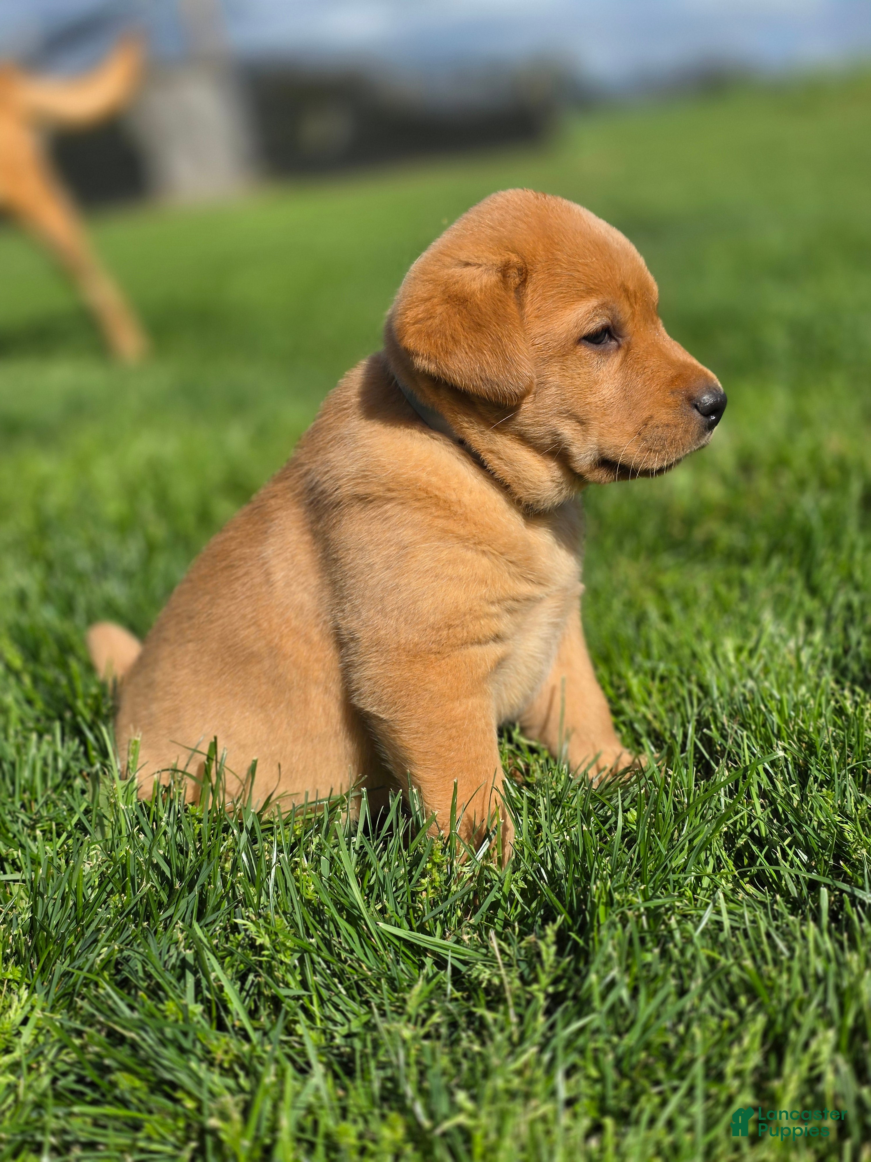 Labrador Retriever dogs Labrador Retriever Puppy 1 - Ad 21
