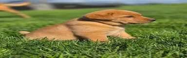Labrador Retriever Puppy 1