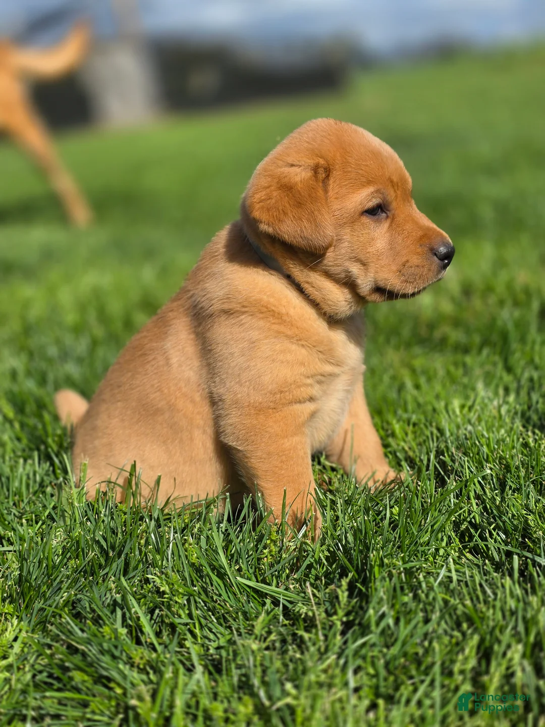 Labrador Retriever dogs for sale: Labrador Retriever Puppy 1 - Ad 1