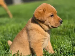 Labrador Retriever dogs Labrador Retriever Puppy 1 - Ad 21