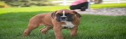 Boxer dogs for sale: Aurora - Ad 4
