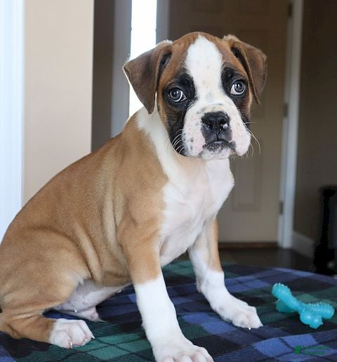 Boxer dogs Tyson - Champ lines - Ad 1