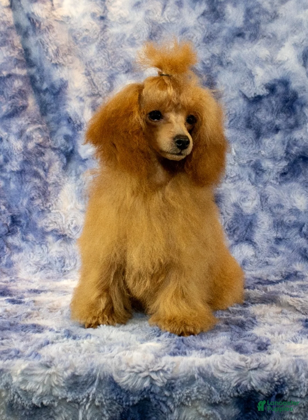 Toy Poodle dogs for sale: Phoenix  - Ad 11