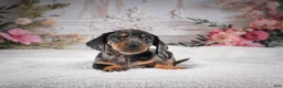 Miniature Dachshund dogs for sale: AKC-Marco - Ad 5