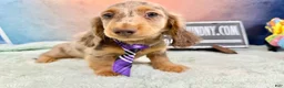Miniature Dachshund dogs for sale: Champion bred Russian  - Ad 4