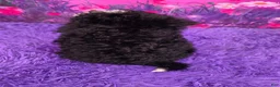 Mini Sheepadoodle dogs for sale: Stella - Ad 4