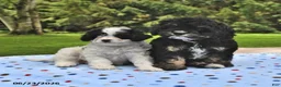 Cavapoo dogs for sale: Bingo - Ad 5
