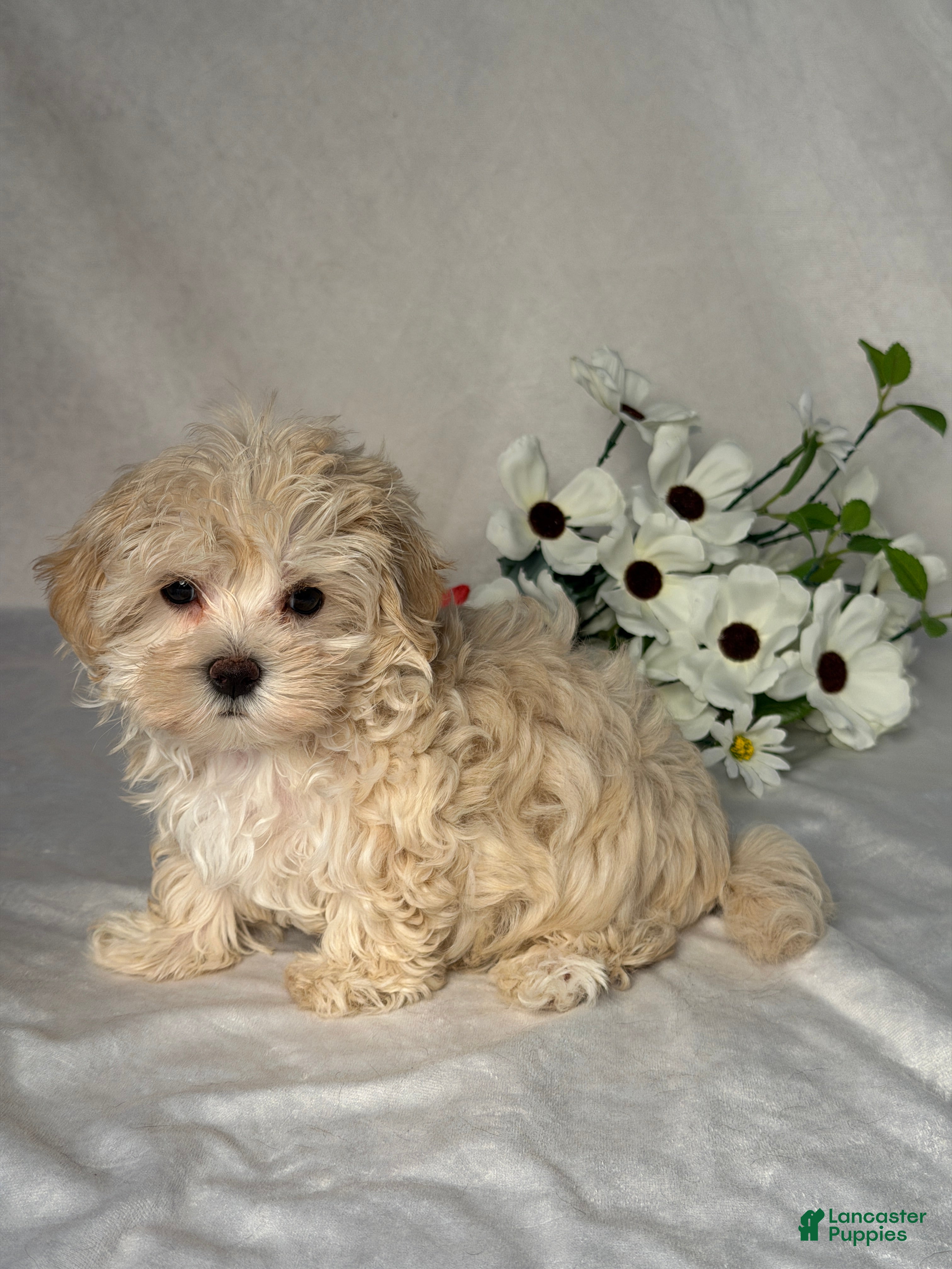 Maltipoo dogs Lori - Ad 2