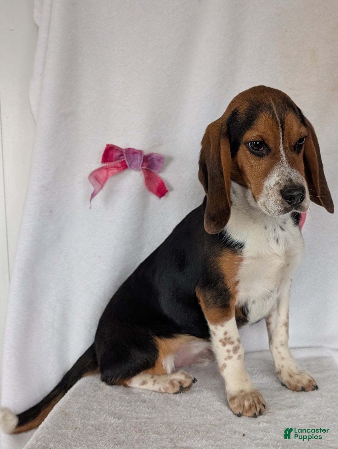 Beagle dogs for sale: Ross - Ad 9