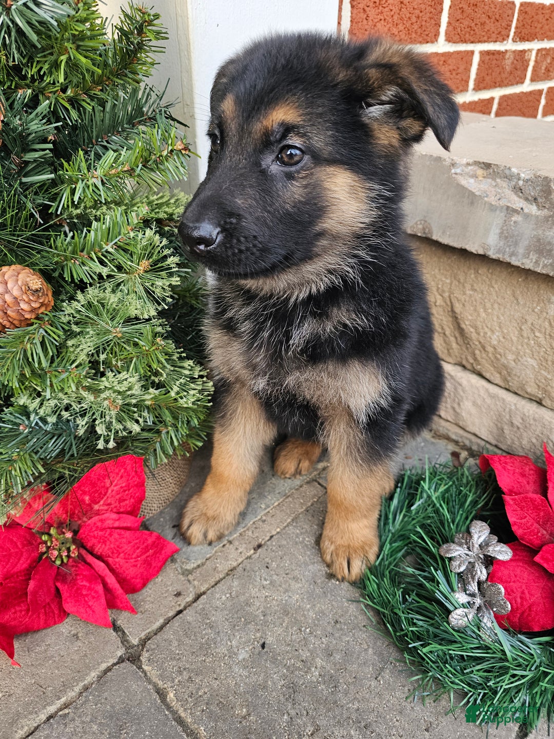 German Shepherd dogs for sale: Axel  - Ad 4