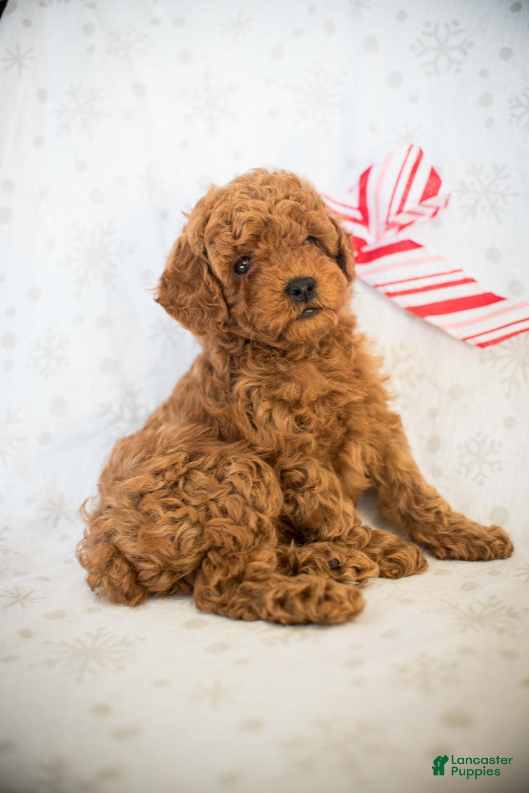 Miniature Poodle dogs for sale: Cindy Lou - Ad 6
