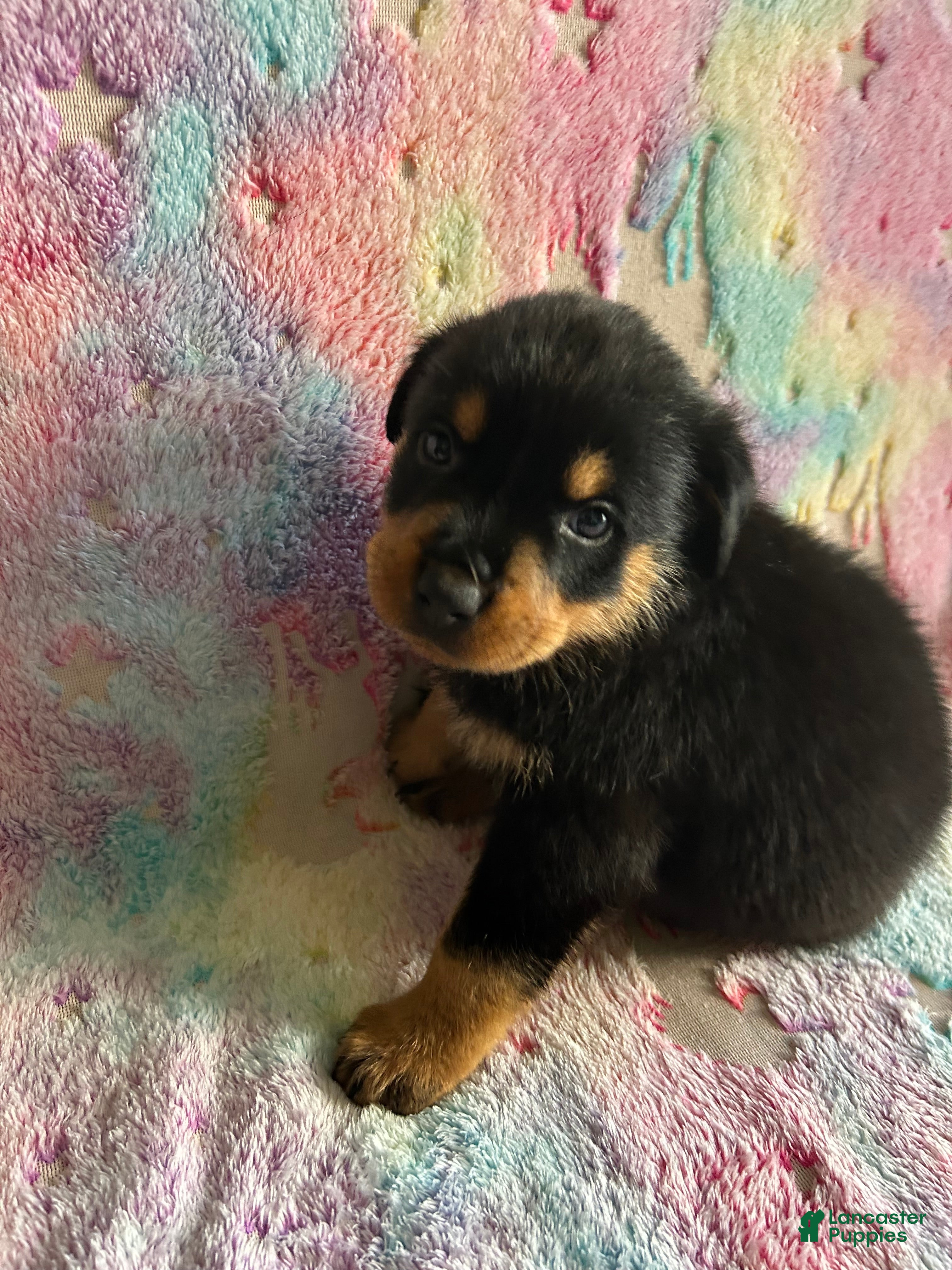 Rottweiler dogs for sale: Lexi - Ad 4