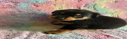 Rottweiler dogs for sale: Lexi - Ad 1