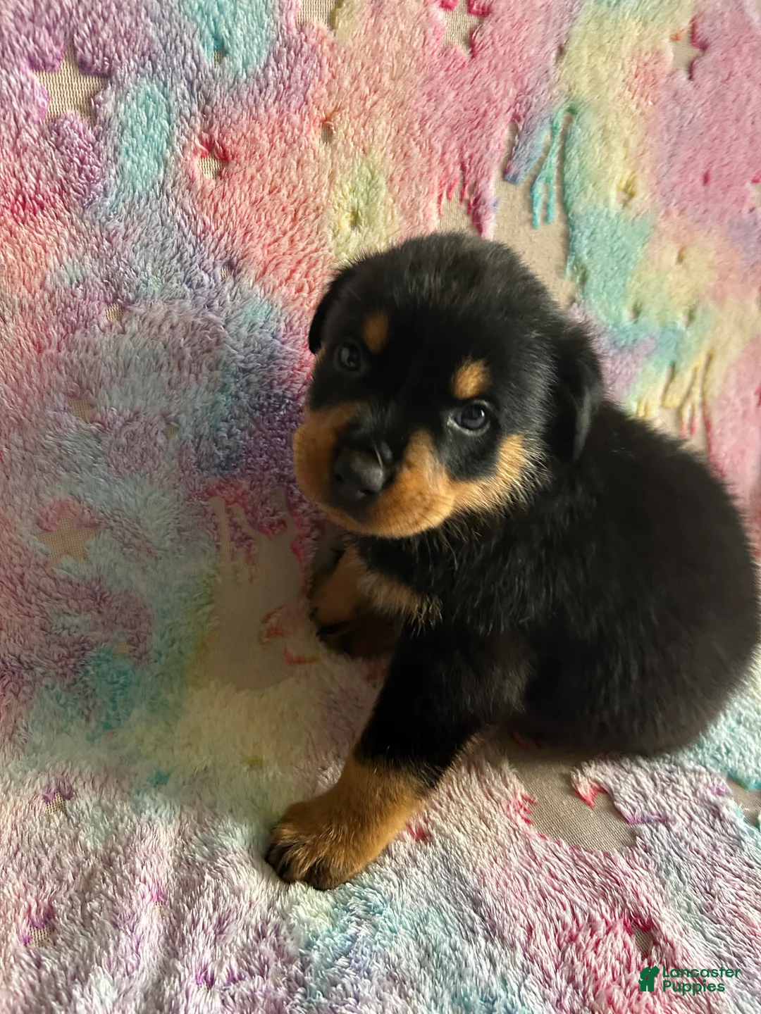 Rottweiler dogs for sale: Lexi - Ad 1
