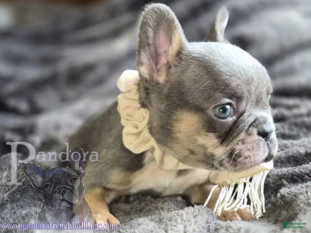 French Bulldog dogs for sale: Eclipse - Ad 5