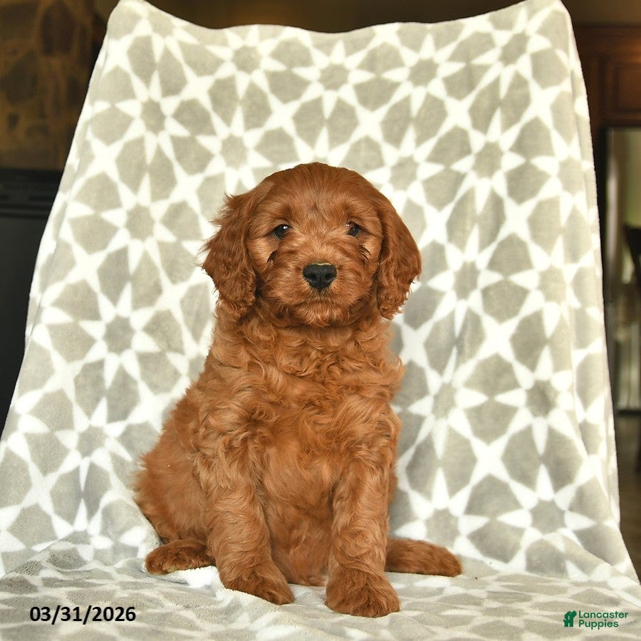 Cavapoo dogs Archer  - Ad 2