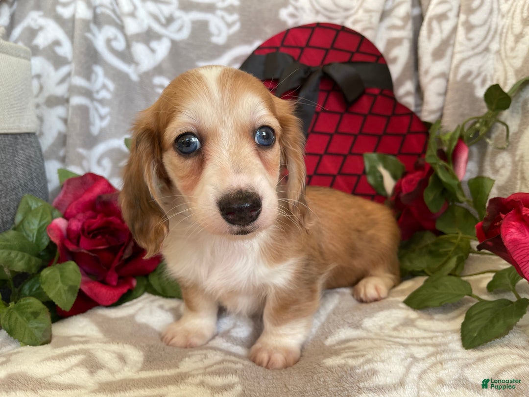 Miniature Dachshund dogs for sale: Brynn - Ad 3