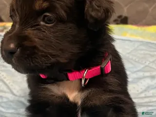 Australian Shepherd dogs for sale: Ella - Ad 2