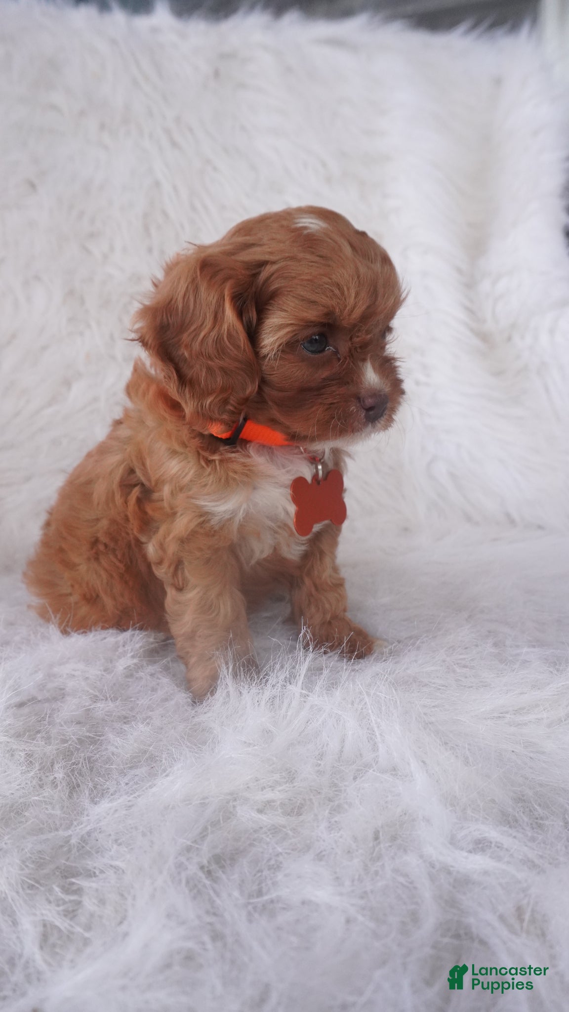 Cavapoo dogs Jasmine  - Ad 2