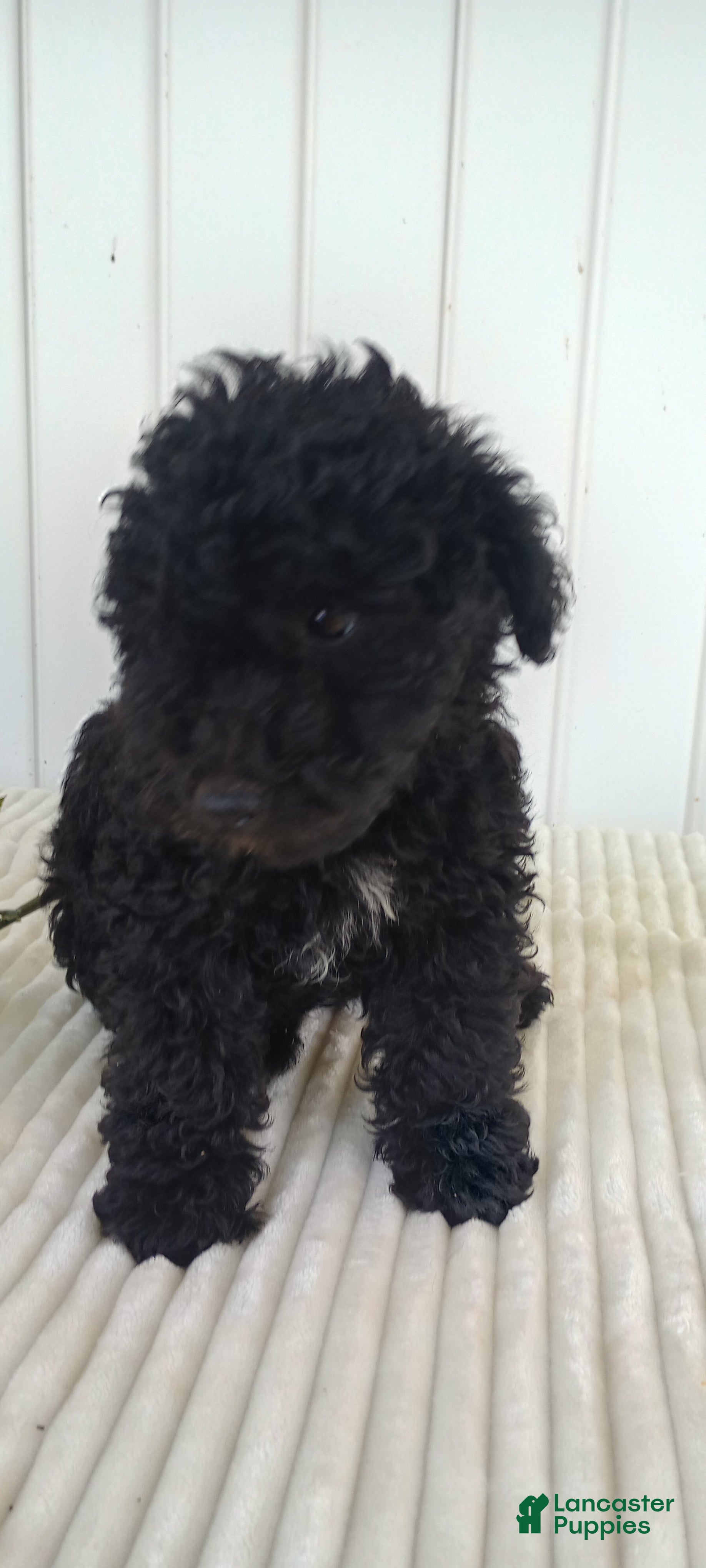 Mini Goldendoodle dogs Miss Waves - Ad 40