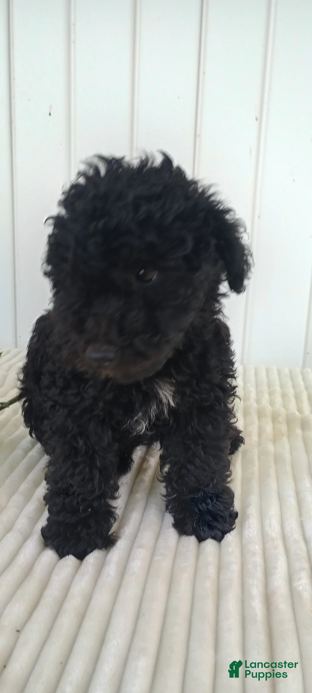 Mini Goldendoodle dogs for sale: Miss Waves - Ad 1