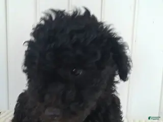 Mini Goldendoodle dogs Miss Waves - Ad 40