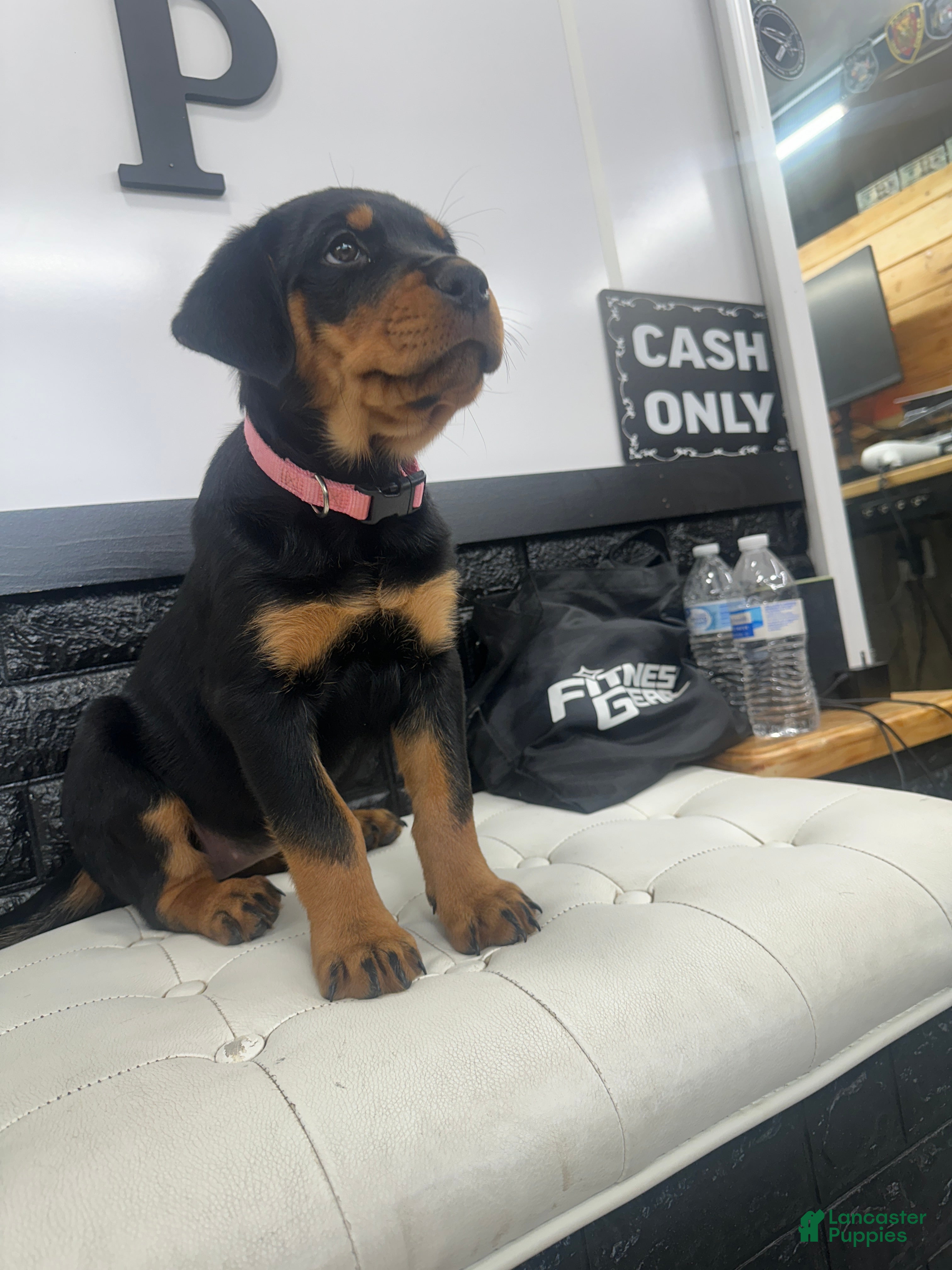Rottweiler dogs Winny - Ad 23