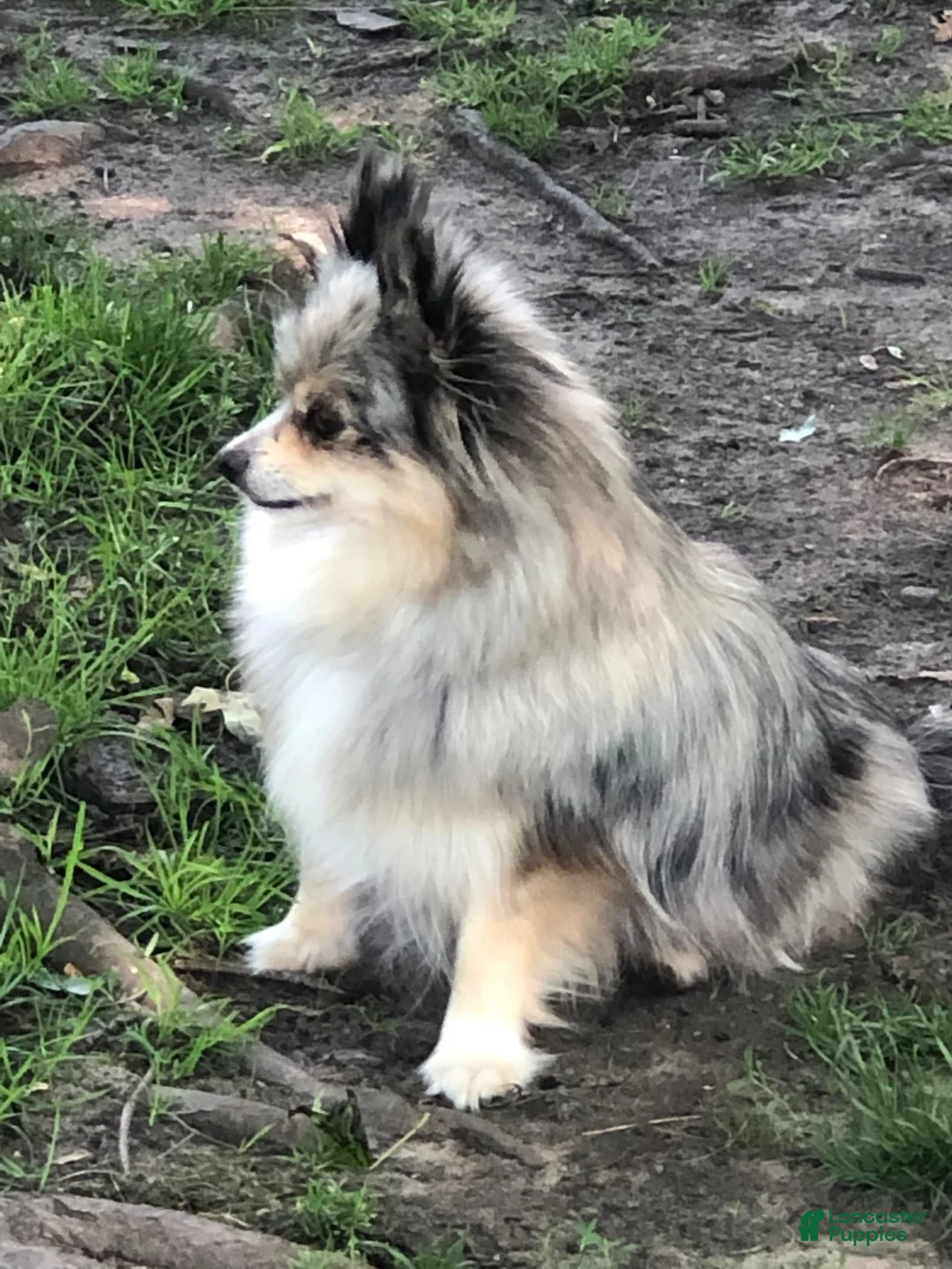 Pomeranian dogs for sale: Akc max - Ad 2