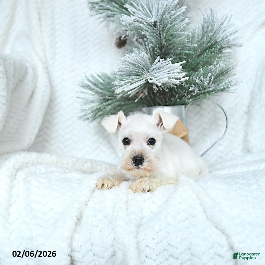 Miniature Schnauzer dogs Max - Ad 2