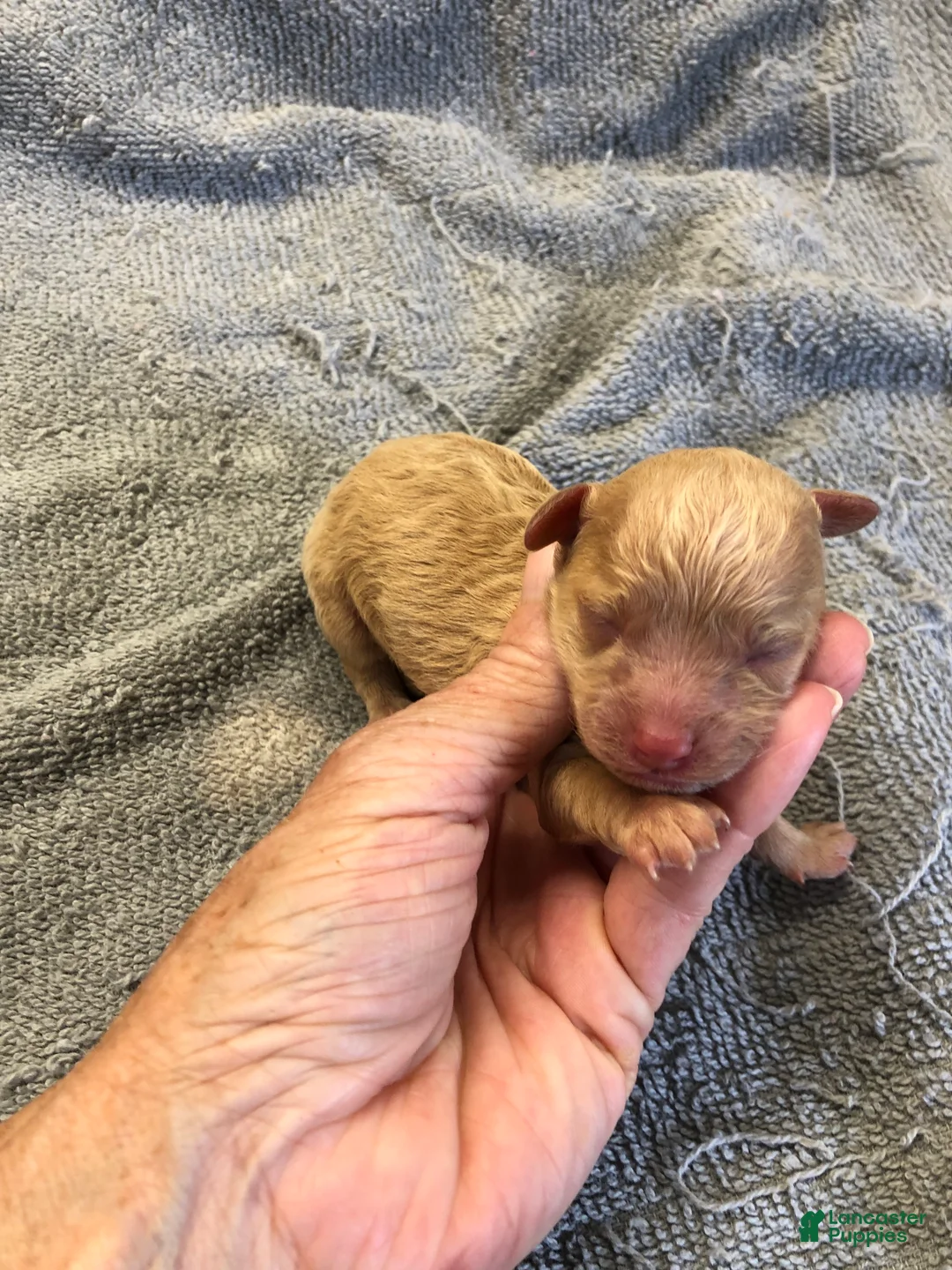 Toy Poodle dogs for sale: Loki - Ad 2