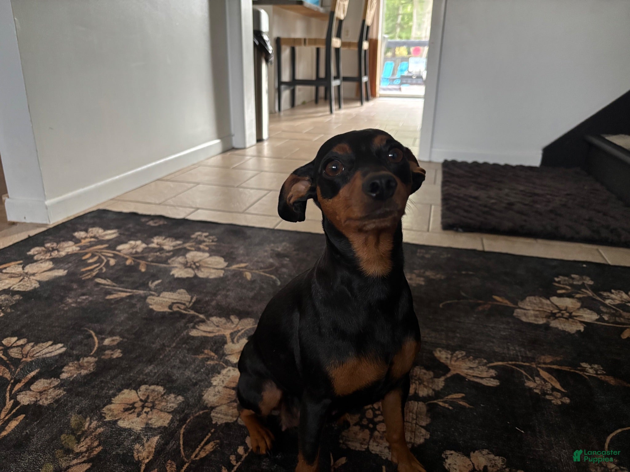 Miniature Pinscher dogs Miniature Pinscher 1 - Ad 2