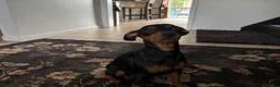 Miniature Pinscher dogs for sale: Miniature Pinscher 3 - Ad 2