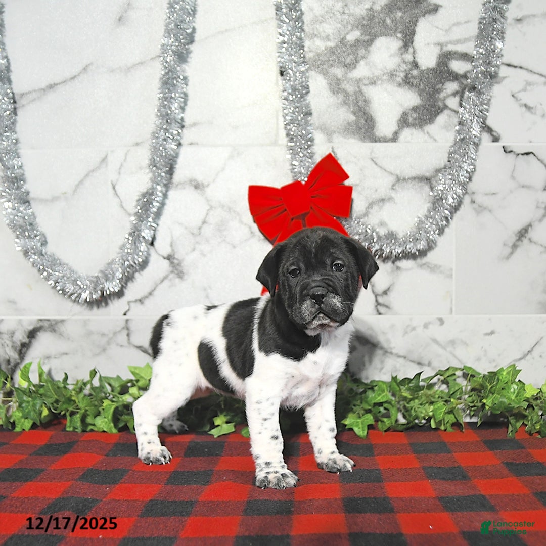 Mini Hippo dogs for sale: Oreo - Ad 1