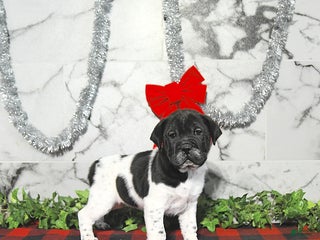 Mini Hippo dogs Oreo - Ad 6