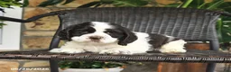 English Cocker Spaniel dogs for sale: Toby - Ad 2