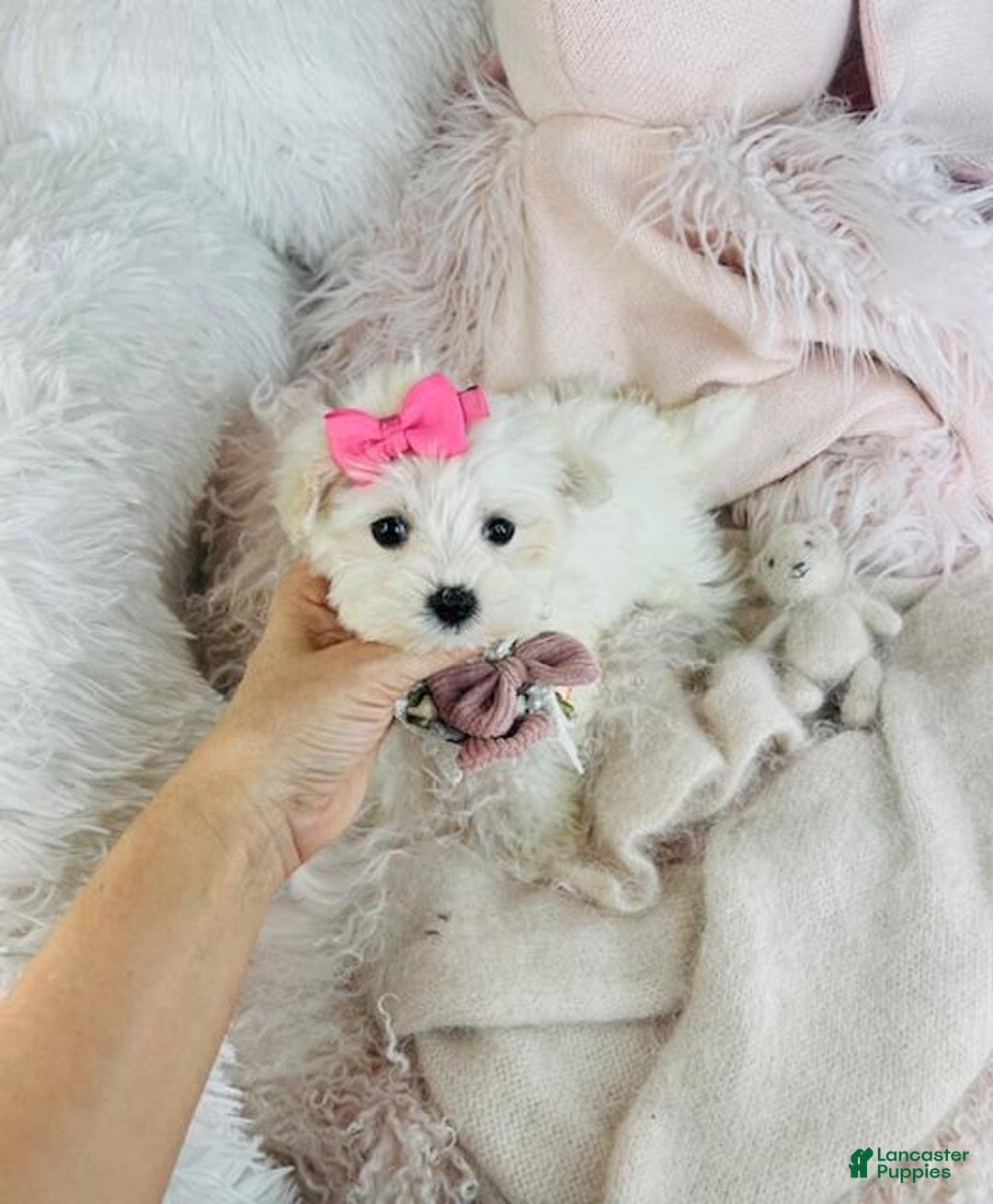 Maltese dogs for sale: Maltese Puppy 1 - Ad 5