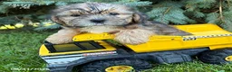 Shorkie dogs for sale: Ace - Ad 3