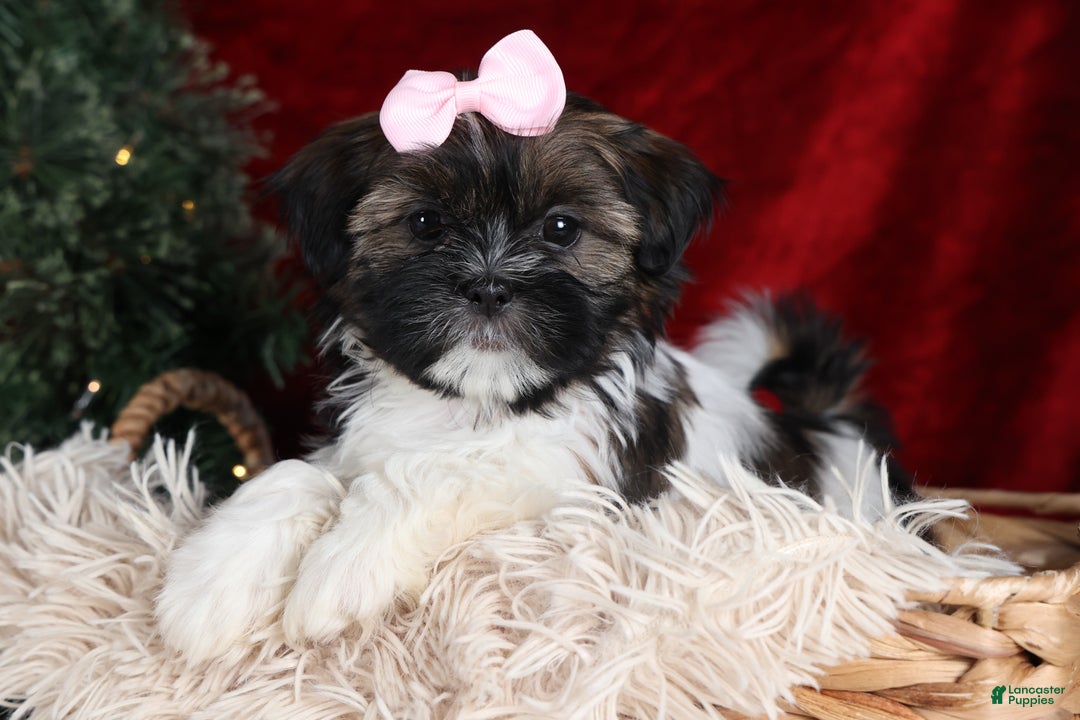 Shih Tzu dogs for sale: Penny - Ad 6